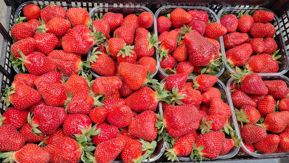 Fragole - Romagna - 4/4,50 euro al chilogrammo
